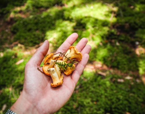 Grzyby w diecie dziecka. Foto unsplash.com